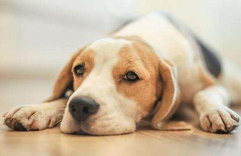 母狗发情期,你准备好应对方法了吗?