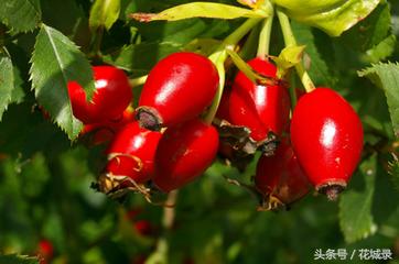 蔷薇月季和玫瑰的区别,月季跟蔷薇跟玫瑰有什么区别