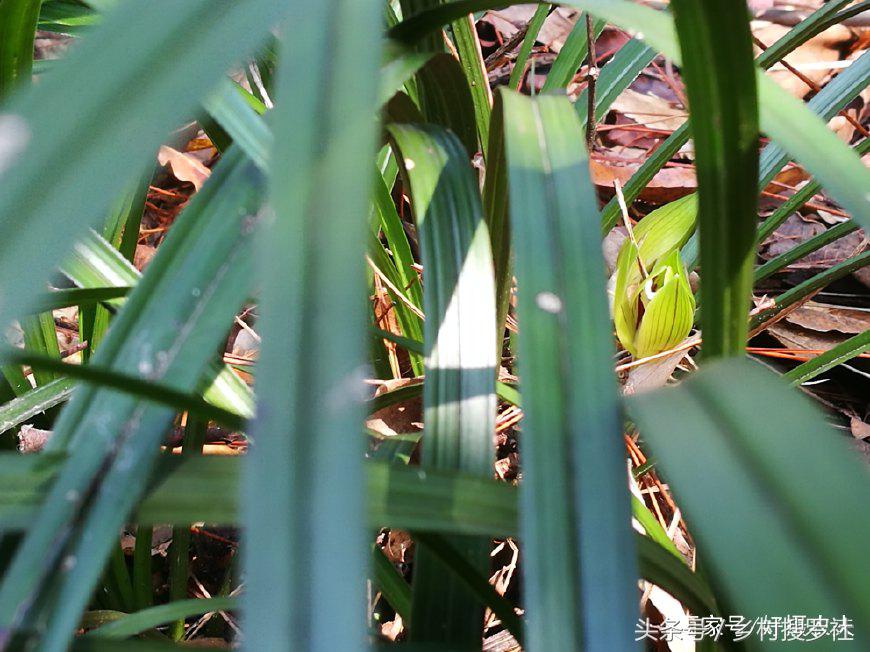 兰花中哪个品种最好看又好养,兰花哪个品种好活好养又好看