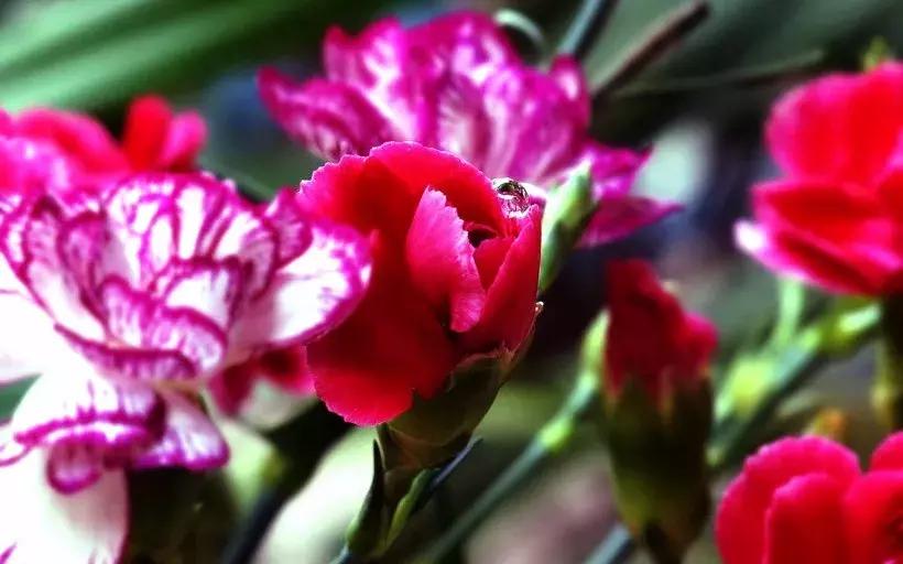 母亲节一束康乃馨送给最亲爱的人,母亲节送妈妈康乃馨图片