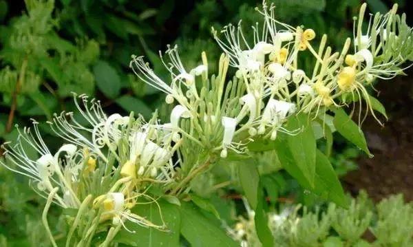 怀化又有3个特产被国家保护