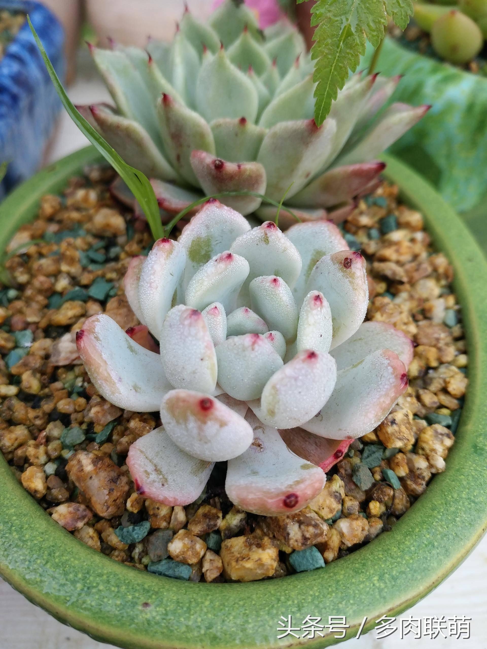 满园春色留不住下一句,满园春色留不住来自哪首古诗