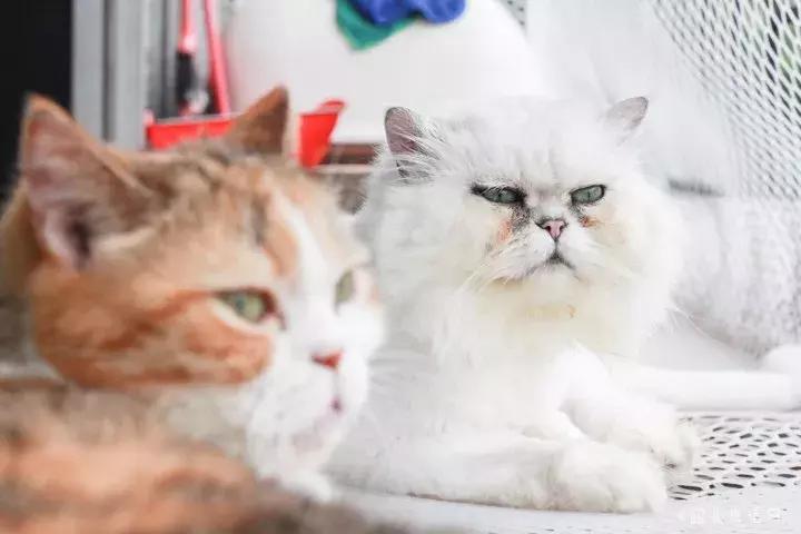 喂！妖妖灵吗？韶关这条巷子内有人聚众吸猫！已经有人沦陷了……