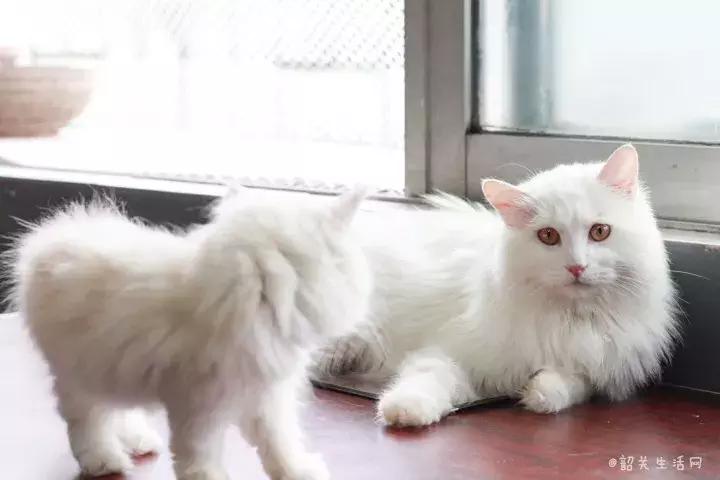 共享吸猫啦！藏身市区小巷内的这家撸猫馆，开门那刻，心就融化了