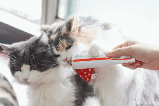 共享吸猫啦！藏身市区小巷内的这家撸猫馆，开门那刻，心就融化了