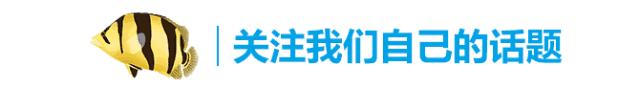 28-30公分龙鱼怎么喂养,龙鱼喂食能混合么