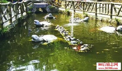 家里养龟能赚钱吗,在家里养龟的最佳位置