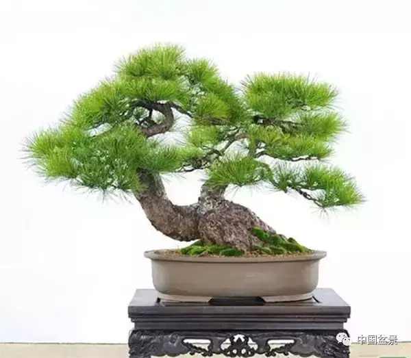 一本双杆式映山红盆景,一本双杆黄杨盆景制作全过程