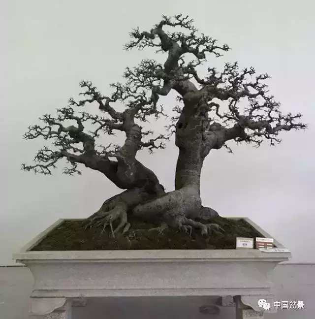 一本双杆式映山红盆景,一本双杆黄杨盆景制作全过程