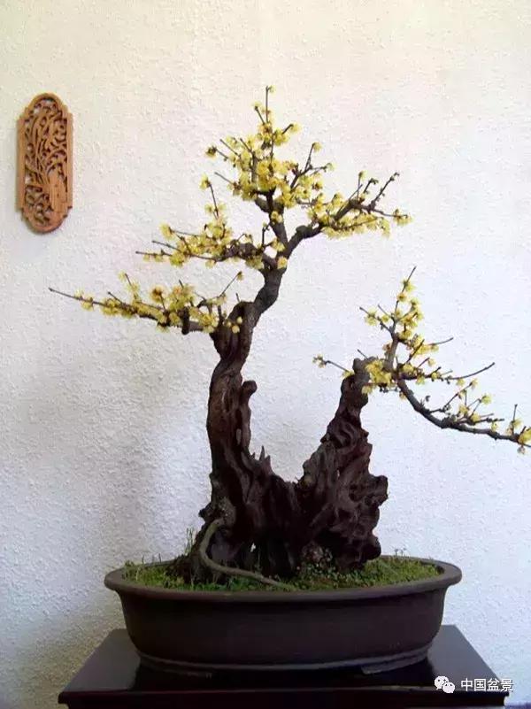 一本双杆式映山红盆景,一本双杆黄杨盆景制作全过程