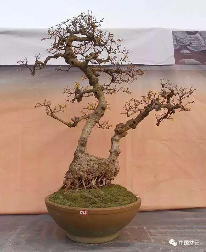 一本双杆式映山红盆景,一本双杆黄杨盆景制作全过程