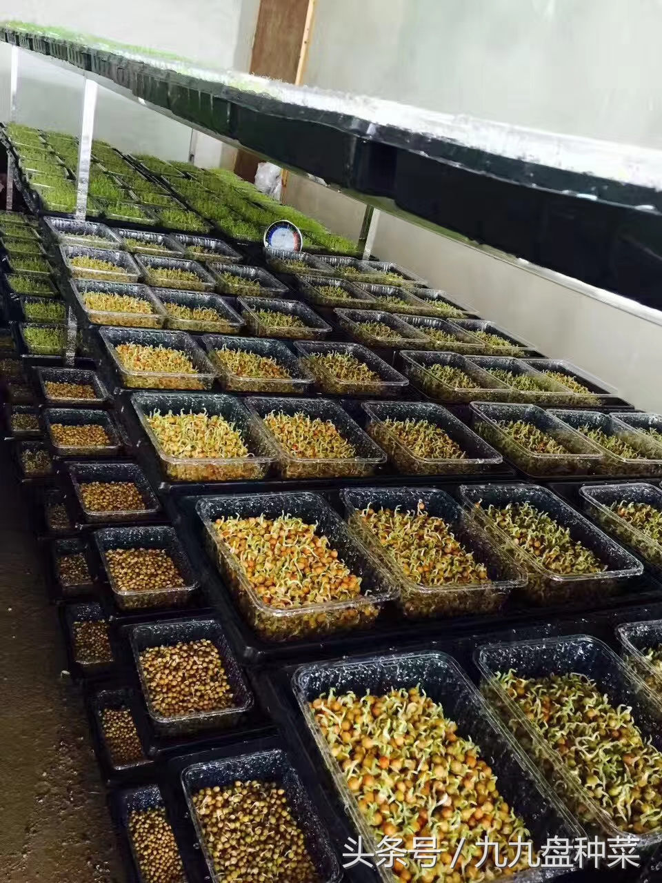 用塑料盒种植芽苗菜,如何用盒子种芽苗菜