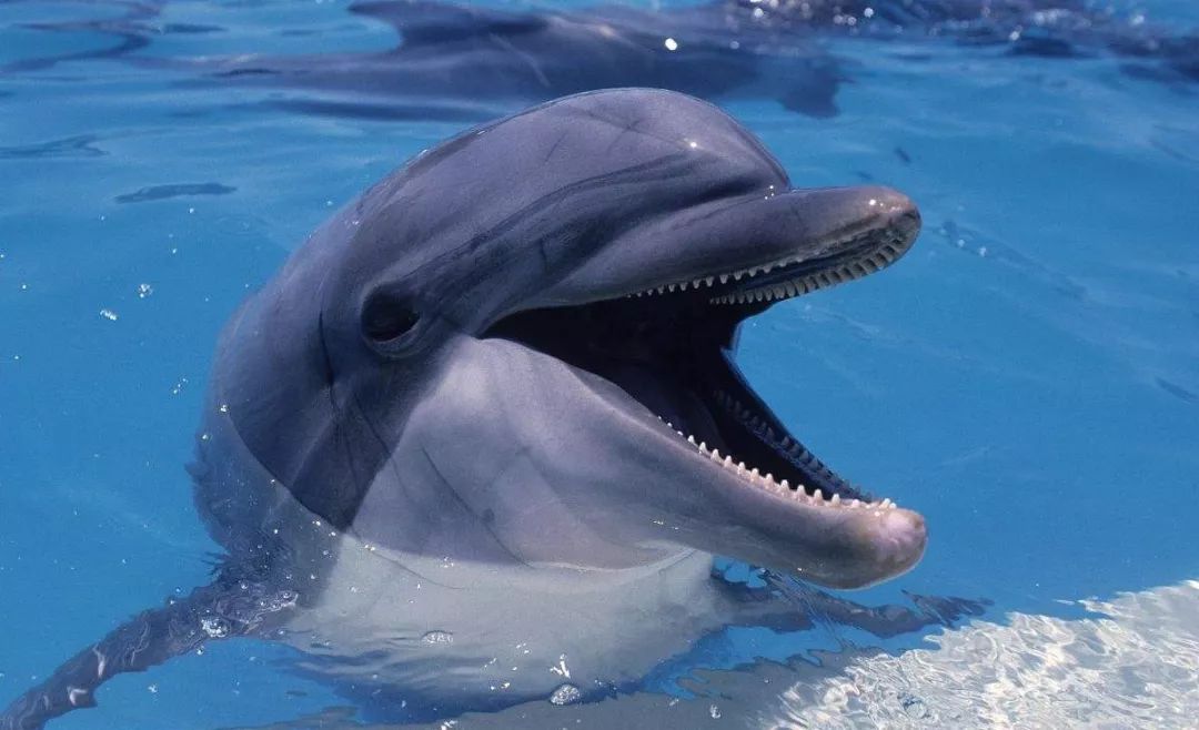 鸟和人类基因相似度多少,鸟和猫的智商哪个高