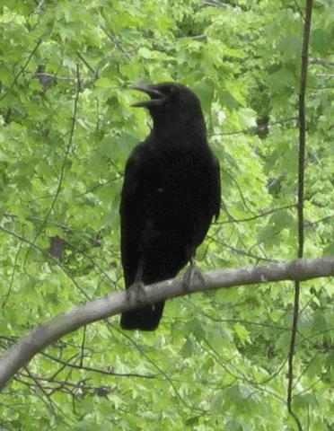 鸟与豚，高智商动物群像