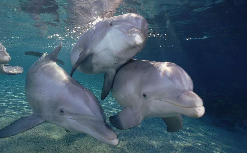 鸟与豚，高智商动物群像