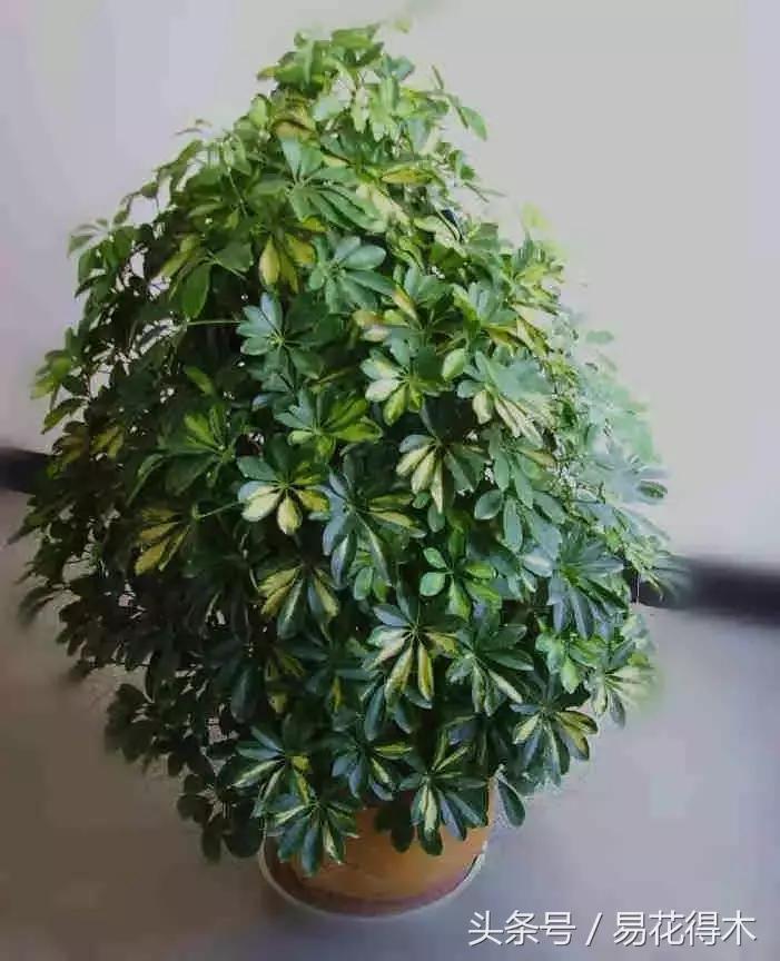 鹅掌柴种植与养护知识,鹅掌柴和鸭脚木的区别