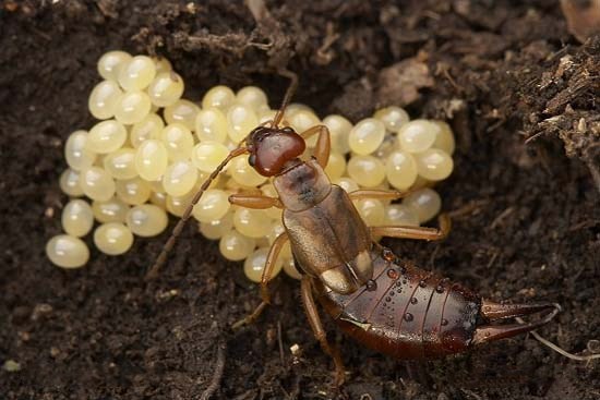 夹夹虫长大是什么样子的,夹夹虫到底是什么样子