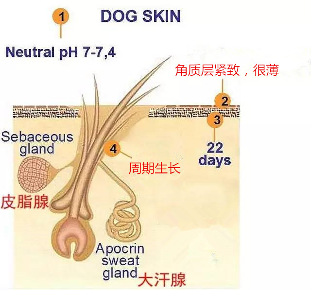 狗狗好用的沐浴露不刺激,好品牌的狗狗沐浴露