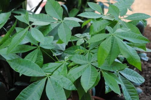 养好发财树其实很简单,养好发财树掌握三个小技巧