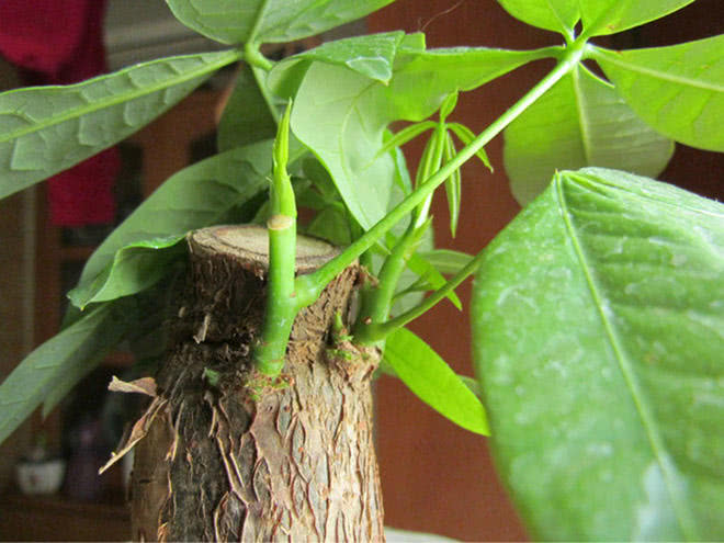 养好发财树其实很简单,养好发财树掌握三个小技巧