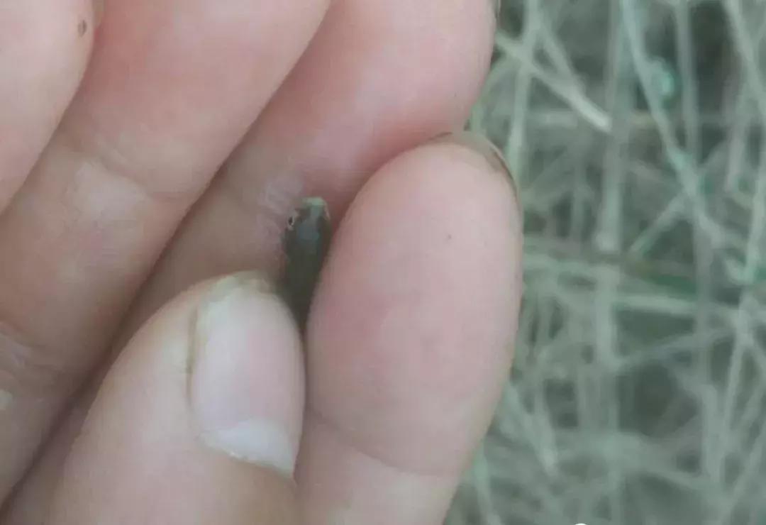 鱼苗白嘴白须怎么回事,鱼苗白头白嘴用什么药