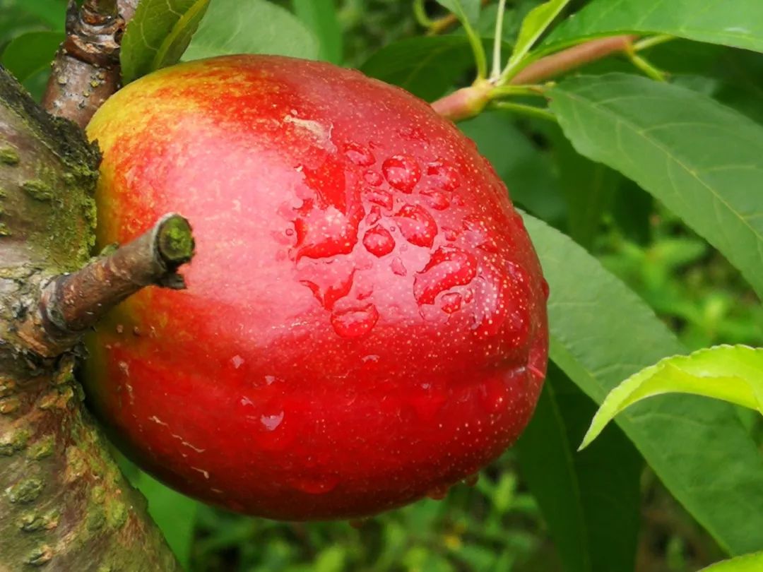 黄金桃采摘节等你来,油桃采摘节到来