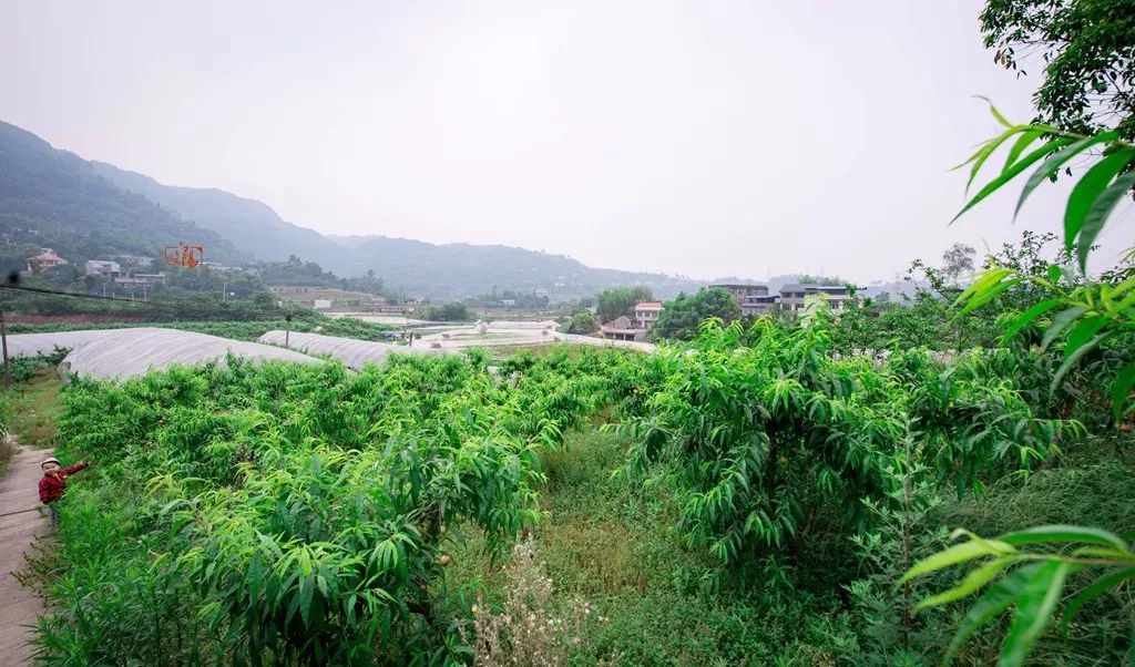 黄金桃采摘节等你来,油桃采摘节到来