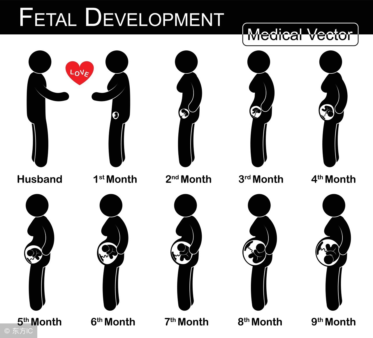 胎儿1至40周发育标准数值表,0-40周发育过程动画