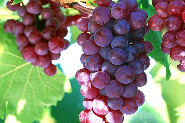 高品质阳光玫瑰葡萄种植技术指导,又香又甜的葡萄怎么种植