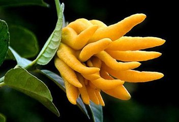 100个好听到爆的中药名,补肾常用中药100名和图片