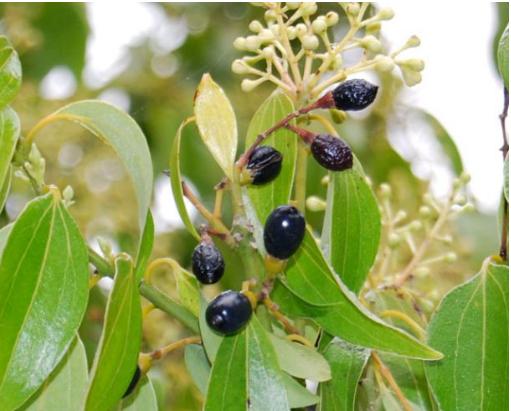 家里有孩子可以养什么花样的植物,什么花适合有宝宝的家庭养