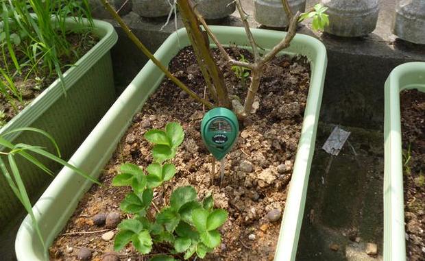 绿植浇了水还是枯萎了,绿植怎么浇水不会死