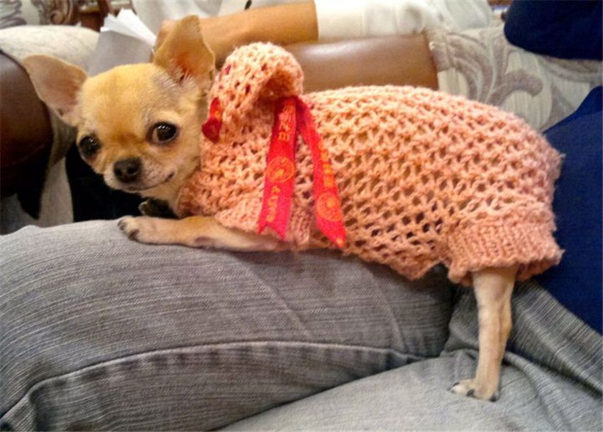 适合有洁癖的人养的狗,想养狗但是有洁癖怎么办