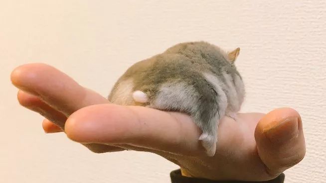 最可爱的仓鼠直接萌化了心,盘点那些白白胖胖的可爱小仓鼠