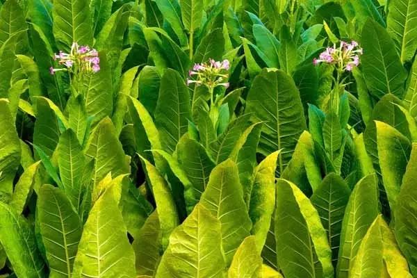 都叫芸苔素内酯，为什么差别那么大？应该正确认识！