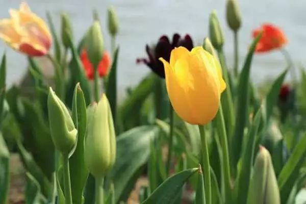 都叫芸苔素内酯，为什么差别那么大？应该正确认识！