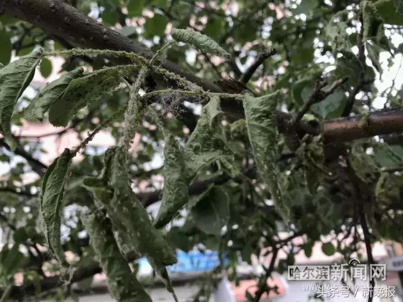 发现虫子该打哪个电话,发现虫子及时打药