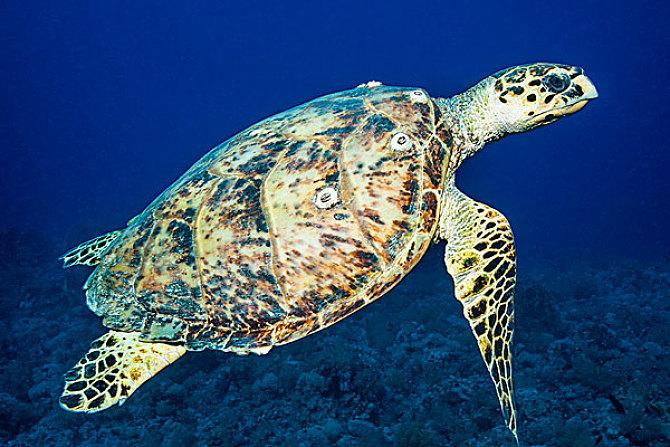 足下蹑丝履,足下蹑丝履下一句