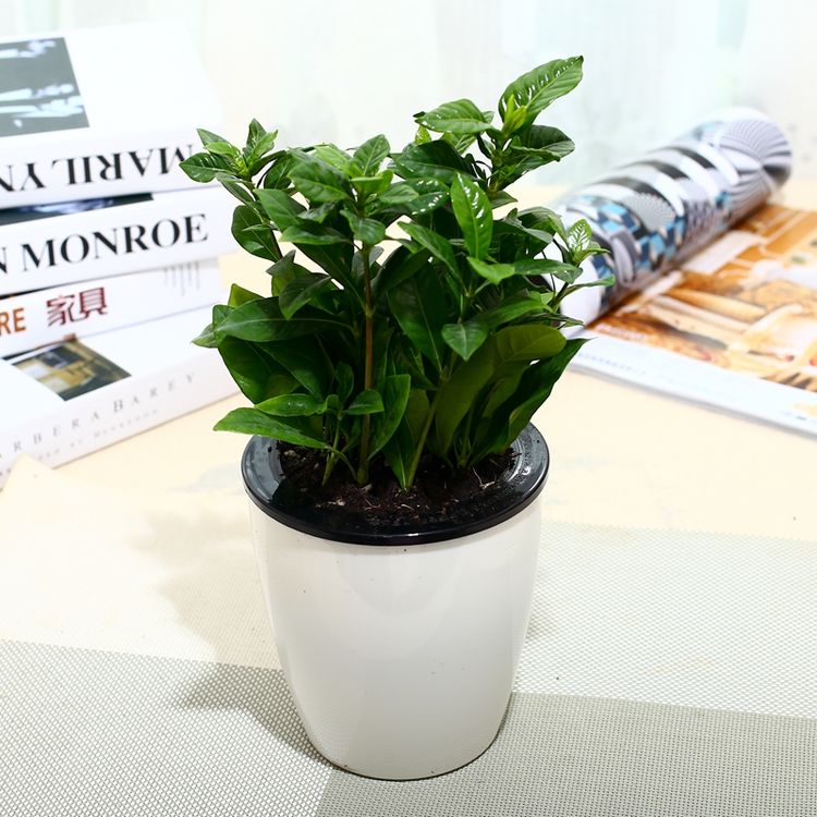 什么盆栽甲醛少好养的,养不死的小盆栽净化空气