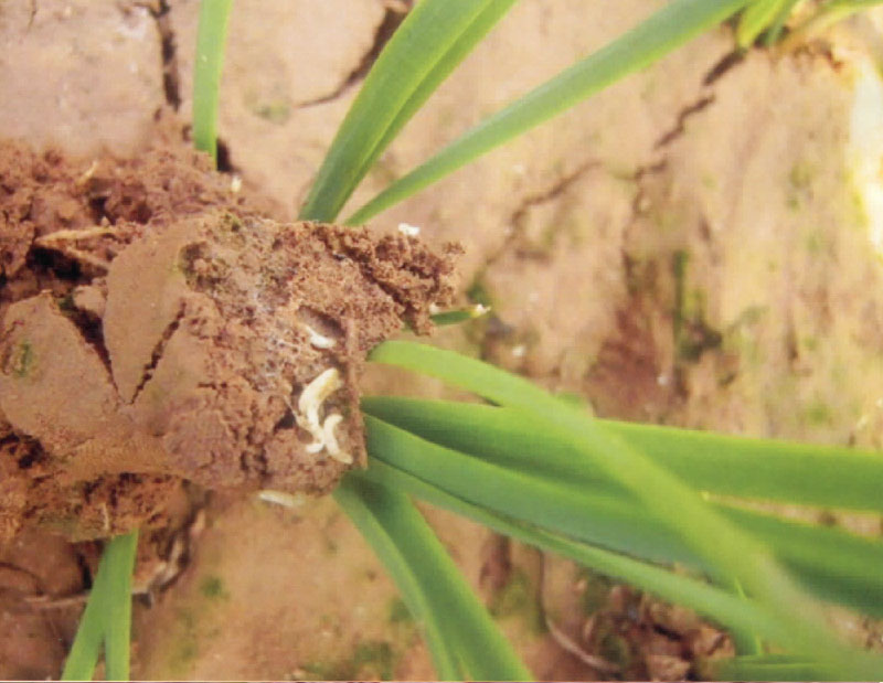 韭菜迟眼蕈蚊分布区域,韭菜迟眼蕈蚊