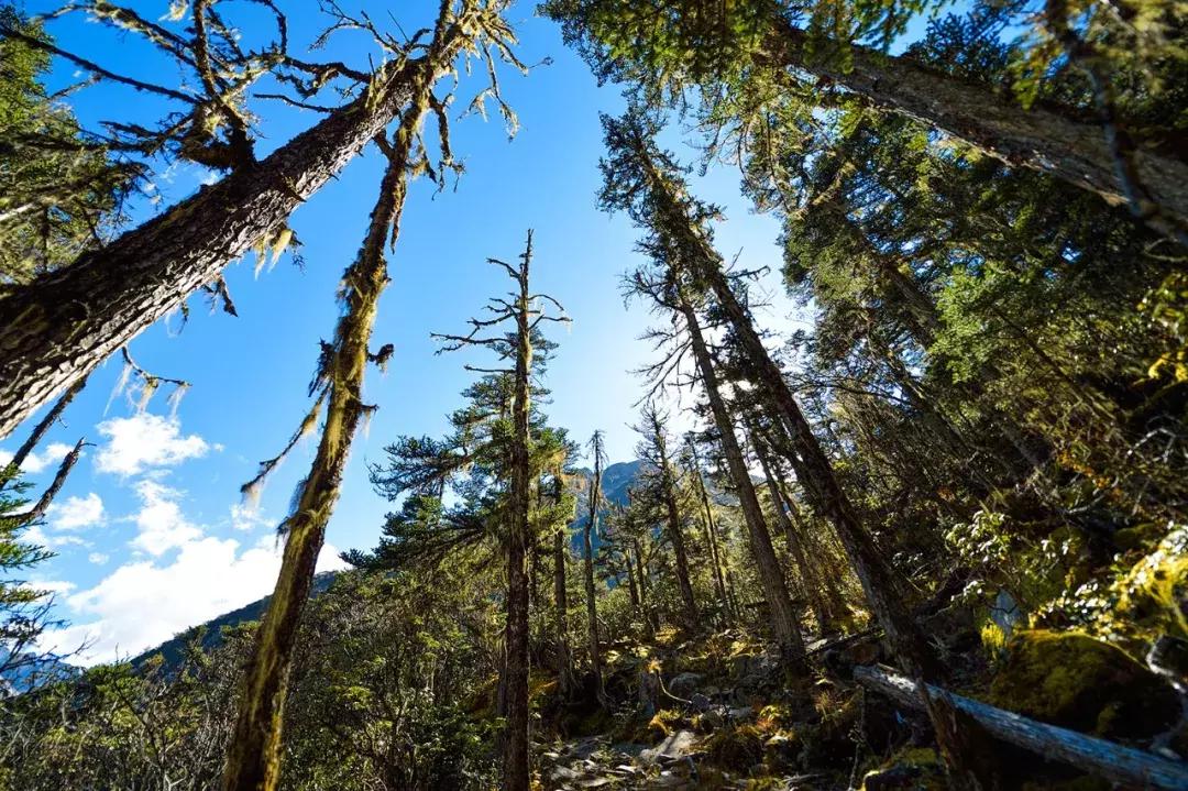 四川青城山景区免票,四川对浙江省免票的旅游景区