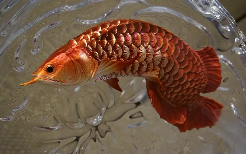 龙鱼繁殖为什么难,龙鱼容易出现的问题