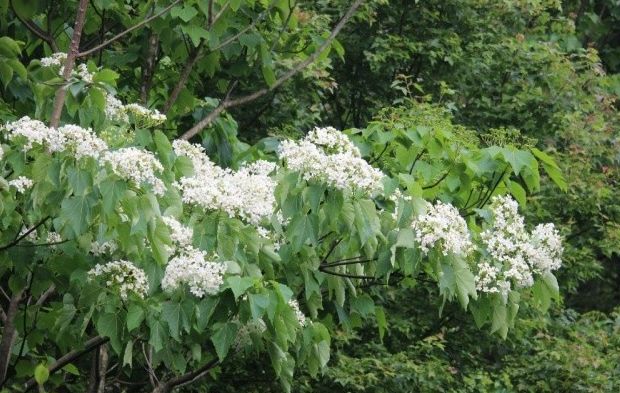 福州2022年5月赏花攻略,福州春季赏花胜地