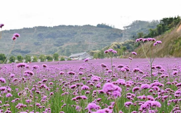 福州2022年5月赏花攻略,福州春季赏花胜地