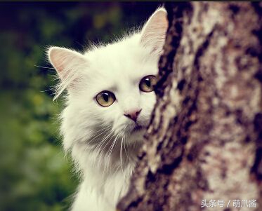 猫咪不见主人好着急,猫咪不见了该报什么警