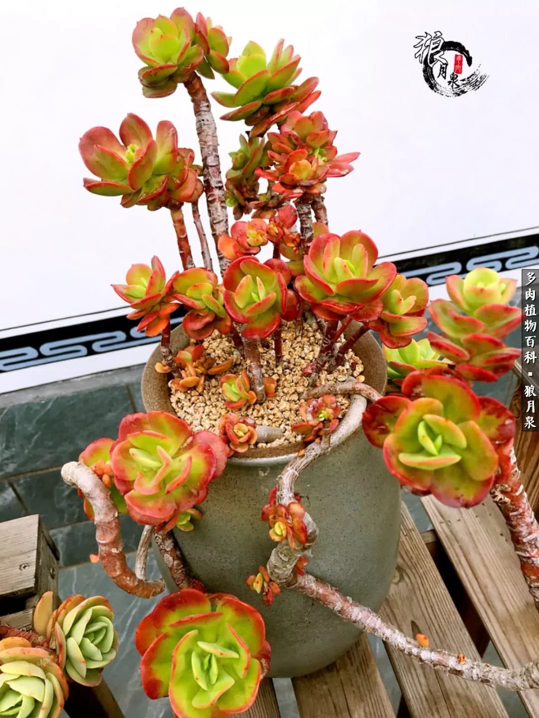 多肉度夏的前期准备,多肉度夏前杀菌