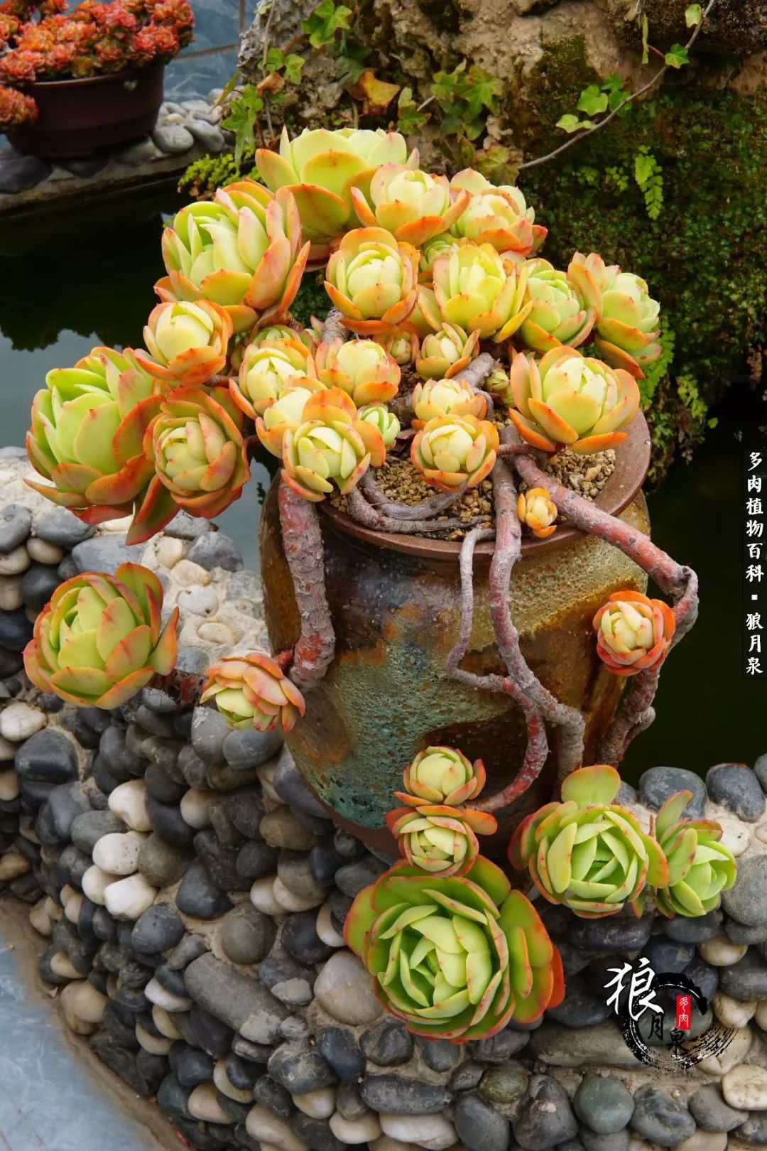 多肉度夏的前期准备,多肉度夏前杀菌