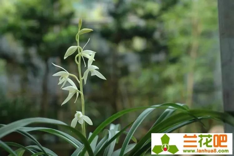 建兰素心兰品种及图片,青山玉泉兰花勤花吗