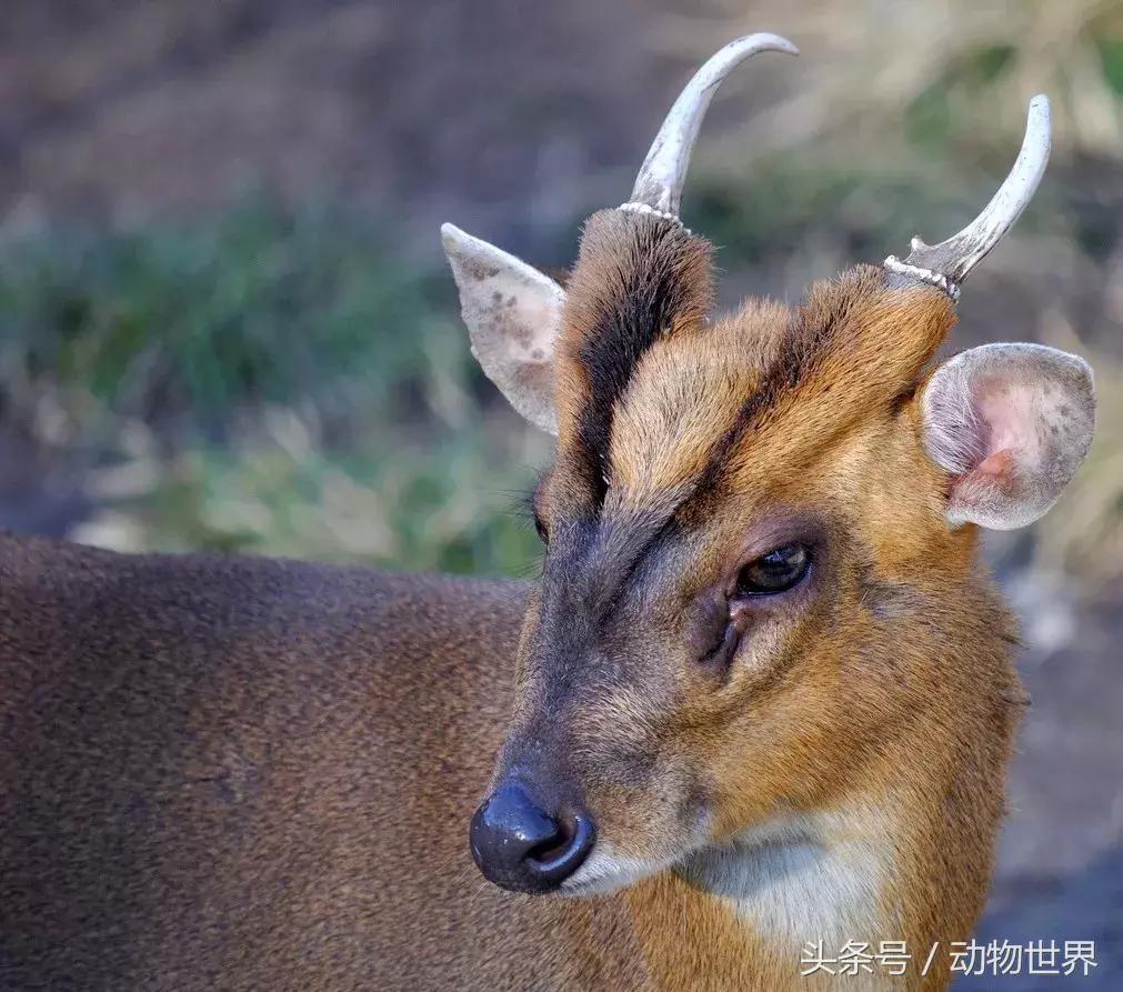 是鹿而非鹿的动物-麂