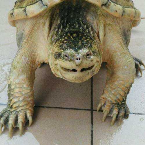 鳄龟科普视频之鳄龟可以放生吗,鳄龟为什么不能放生不能吃